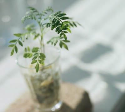 窗内绿影成家居装饰重要环节