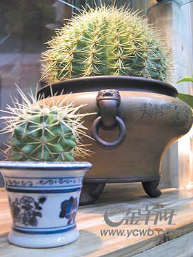 意想不到绿色宠物的神奇功效图