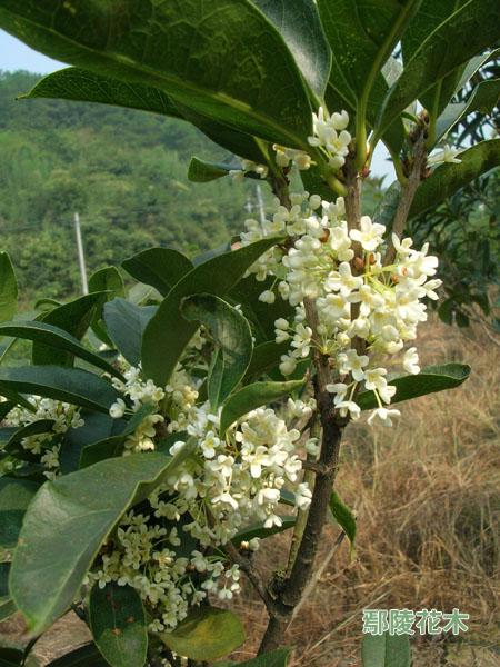 日香桂盆景的快速培植