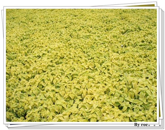 游昆明园艺博览园