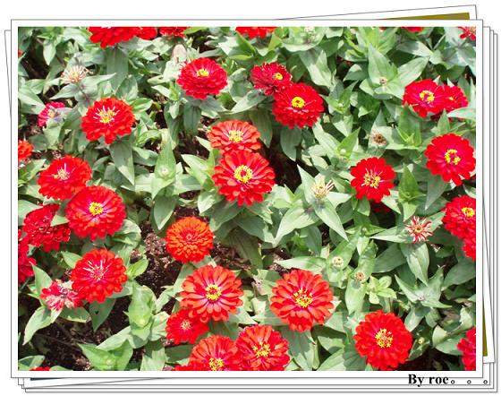 游昆明园艺博览园