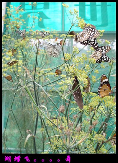 游昆明园艺博览园