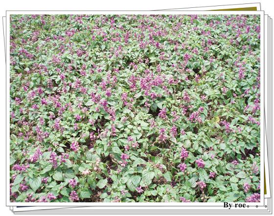 游昆明园艺博览园