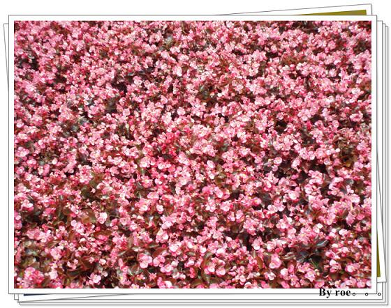 游昆明园艺博览园