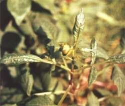 大丽花病毒病图