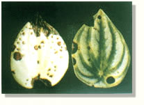 椒草叶点霉叶斑病图