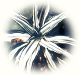 银线竹蕉叶斑病图