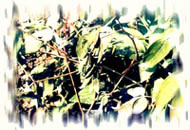 牡丹苗立枯病图