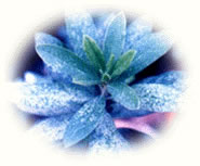 杜鹃花冠网蝽图