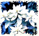 杜鹃花缺铁黄化病图