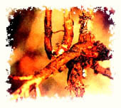 草原龙胆株腐病图