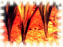 小苍兰球根腐烂病图