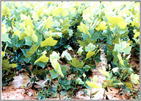 少球悬铃木为何易死亡