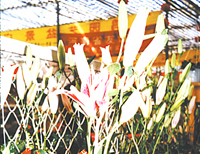 怎样养好麝香百合