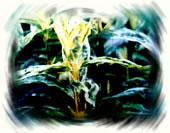 ��������Ҷ��ͼ