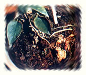 铁线莲根癌病图