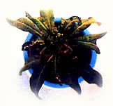 紫罗兰缺钙症图