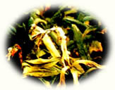 紫罗兰菌核病图