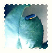 玫瑰三节叶峰图