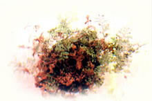 骨碎补立枯病图