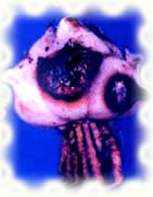 百合鳞茎青霉病图