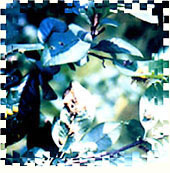 贴梗海棠锈病图