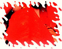 一品红褐斑病图