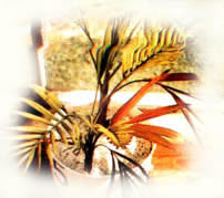 散尾葵缺锌症图