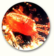 仙人掌短须螨图