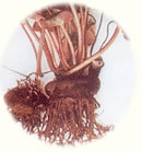 仙客来根结线虫病图