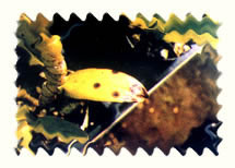 石斛兰斑点病图