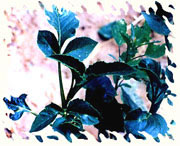 大丽花花叶病图