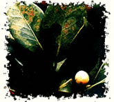 山茶缺铁黄叶病图