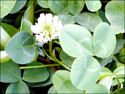 白三叶草白绢病的防治