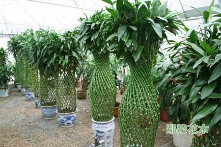 富贵竹叶枯黄病的防治办法