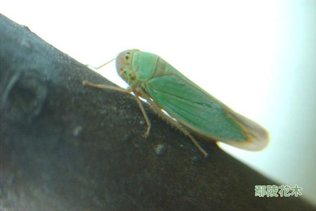 小青叶蝉的防治方法