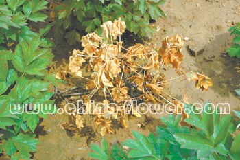 牡丹园蛴螬的综合防治