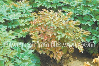 牡丹园蛴螬的综合防治