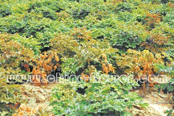 牡丹园蛴螬的综合防治