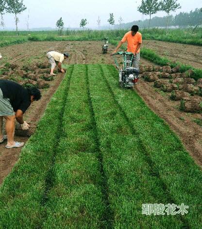 冷季型草坪夏季斑枯病的防治措施