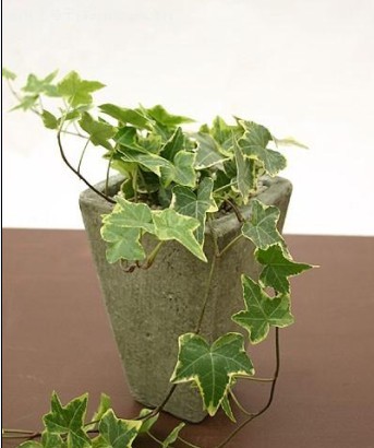 常春藤常见病虫害防治办法