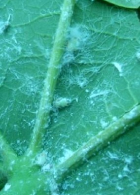 青桐木虱防治技术