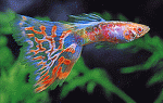 孔雀鱼