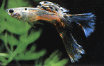 孔雀鱼