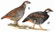 л Chinese Francolin
