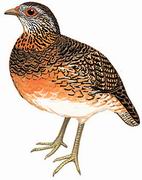 ̽ɽ Scaly-breasted Partridge