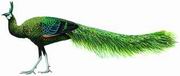 ̿ȸ Green Peafowl