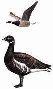  Brent Goose