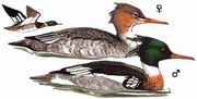 ɳѼ Red-breasted Merganser