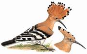 ʤ Eurasian Hoopoe